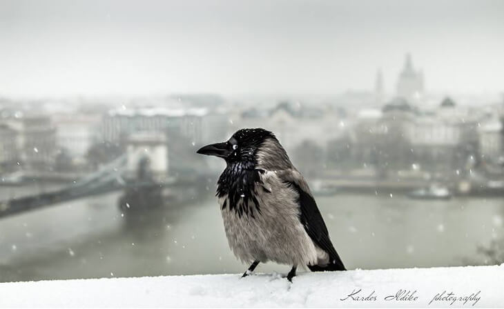 Budapest en hiver